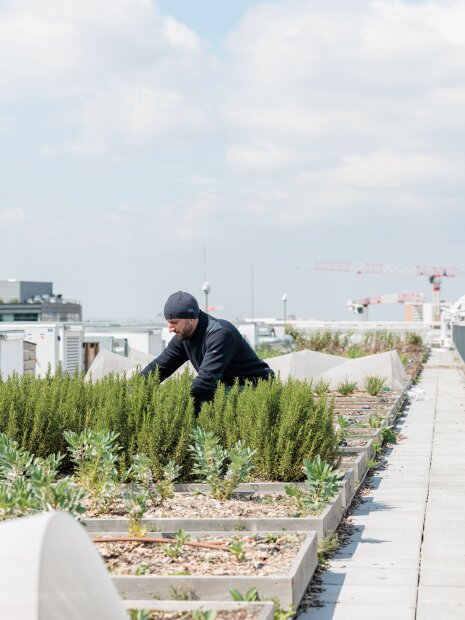 Un potager, une houblonnière et une micro-brasserie alimentent les bars et restaurants de l'immeuble - © Salem Mostefaoui pour PCA-Stream